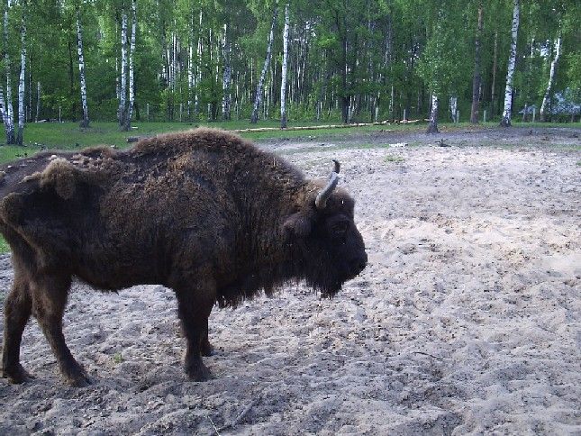 Окский заповедник. Зубр