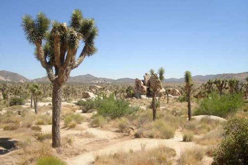 Национальный Парк Joshua Tree, Калифорния Фото: geocities.com