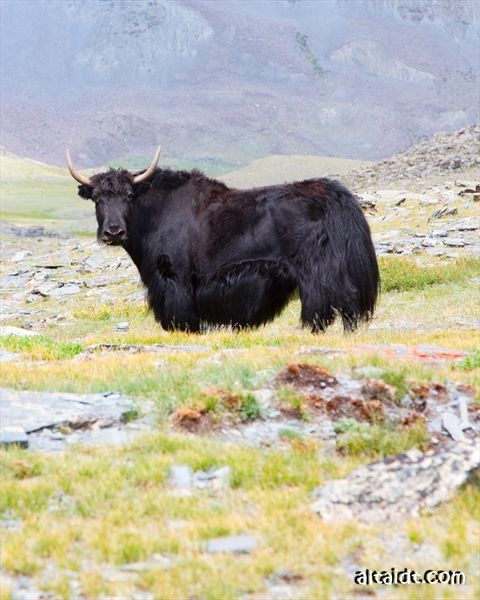 Алтай.	 Altai Discovery Team