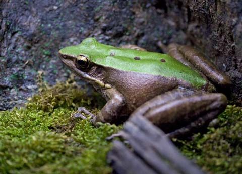 THAILAND. Chiang Mai. Frog