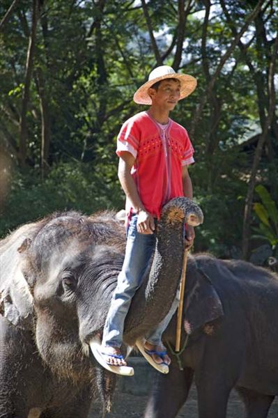 Chiang Mai. Maetaman Elefant Camp. Performing