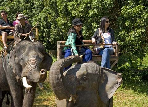 Chiang Mai. Maetaman Elefant Camp. Trip