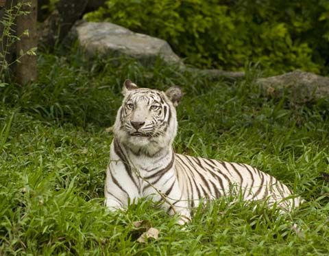 Chiang Mai. Tiger