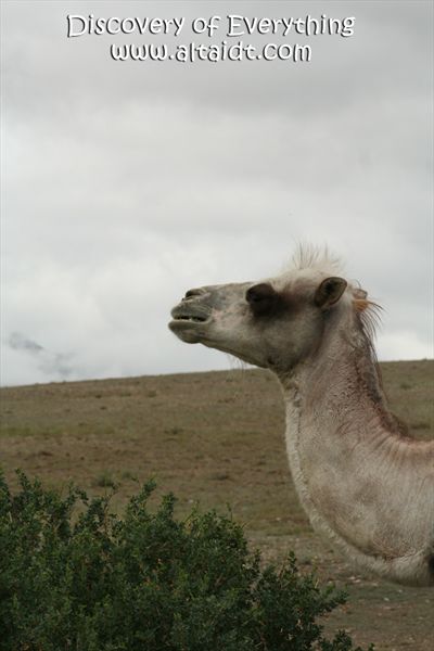 Алтай.	 Altai Discovery Team