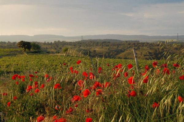 Виноградники Лангедока. Франция.