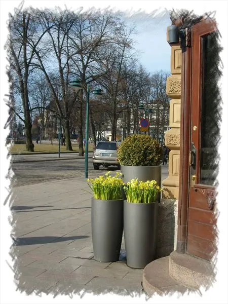 Весенние цветы на Эспланаде