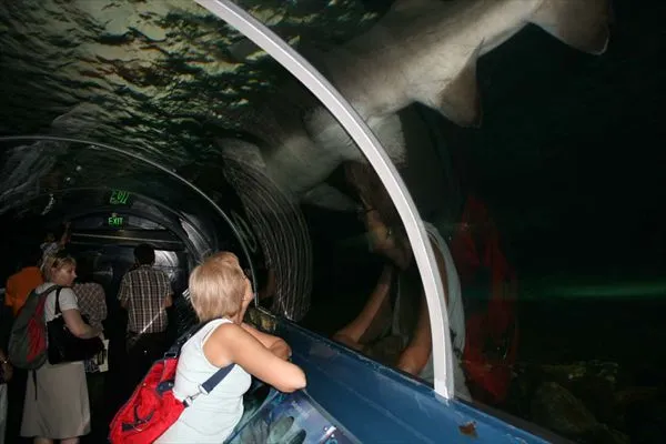 Кенгуру с красным вином