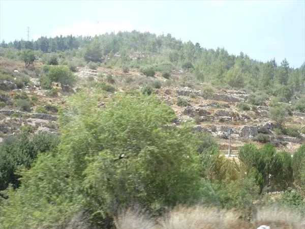 Один день на Земле Обетованной. Часть 3. Иерусалимский лес и Мертвое море.