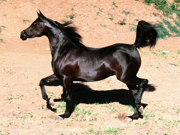 Arabian Horses