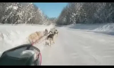 Катание на собачьих упряжках в Карелии.