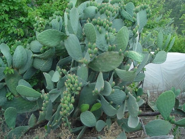 дорога на Химеру