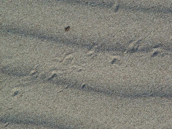 Пляж Патара