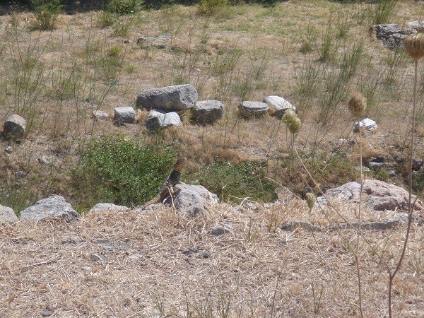 Кос, археологический заповедник Древняя Агора