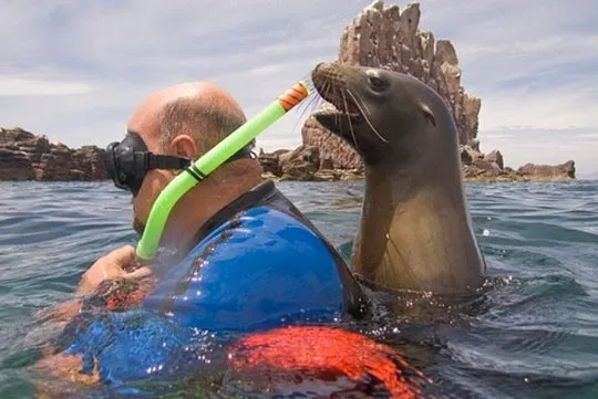 Морской лев тролит туриста