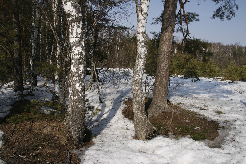 Весна. Первые проталины