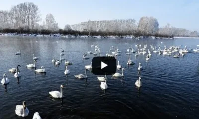 Лебединое озеро на Алтае