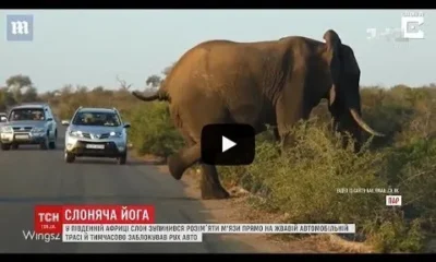 Слон сделал зарядку на дороге