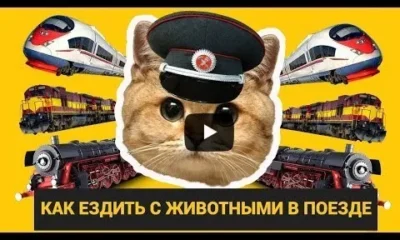 Путешествуем с домашними животными. Что нужно знать