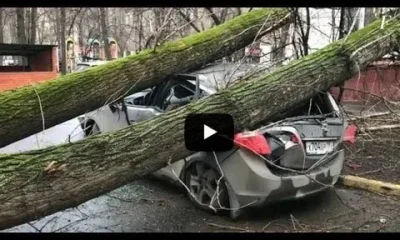 Шокирующие последствия урагана в выходные в Москве и области