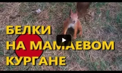 Белки На Мамаевом Кургане