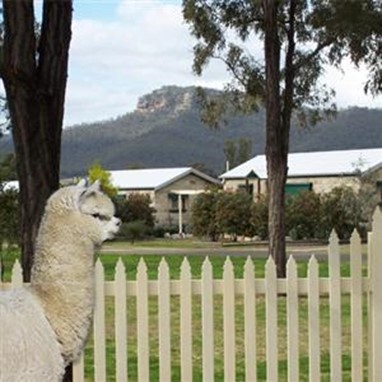 Starline Alpacas Farmstay Resort Broke
