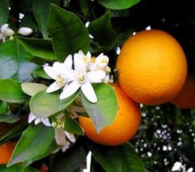 Fiori d'Arancio