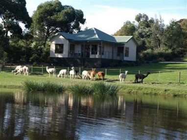 Raynella Alpaca Farm and Bed & Breakfast Melbourne