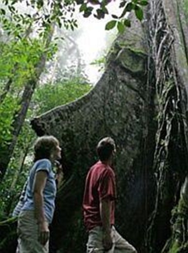 Rainforest Adventure Lodge