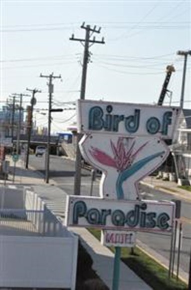 Bird Of Paradise Motel