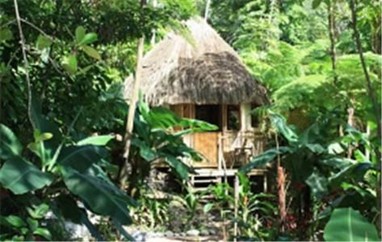 Roots Jungle Retreat