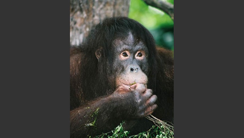 Малайзия. Орангутан – «лесной человек»