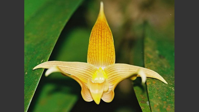 Малайзия. Орхидея                 