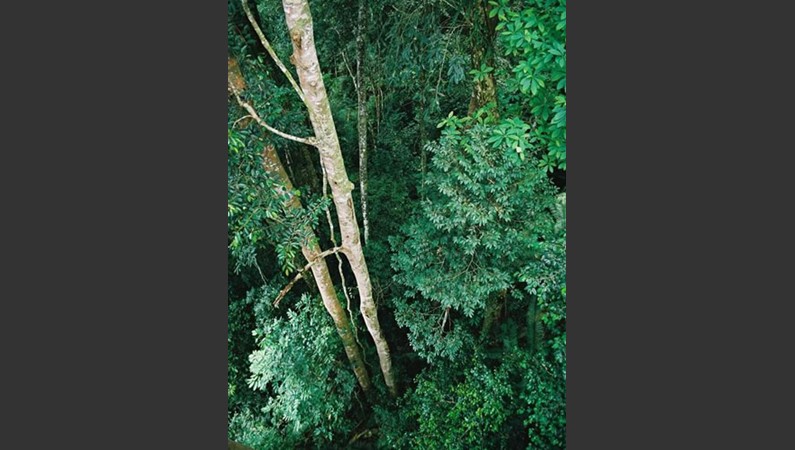 Малайзийское Борнео. Дождевой тропический лес. Вид с подвесного моста. Лес - над нами метров на 30 и под нами на 40 метров. 