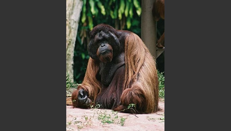Сингапур. Орангутан А Менг – патриарх Сингапурского зоопарка                 