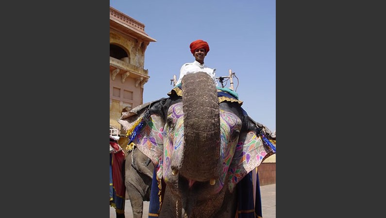 «Слоновод» - фото к рассказу «Индия - путешествие провинциалов - Джайпур»