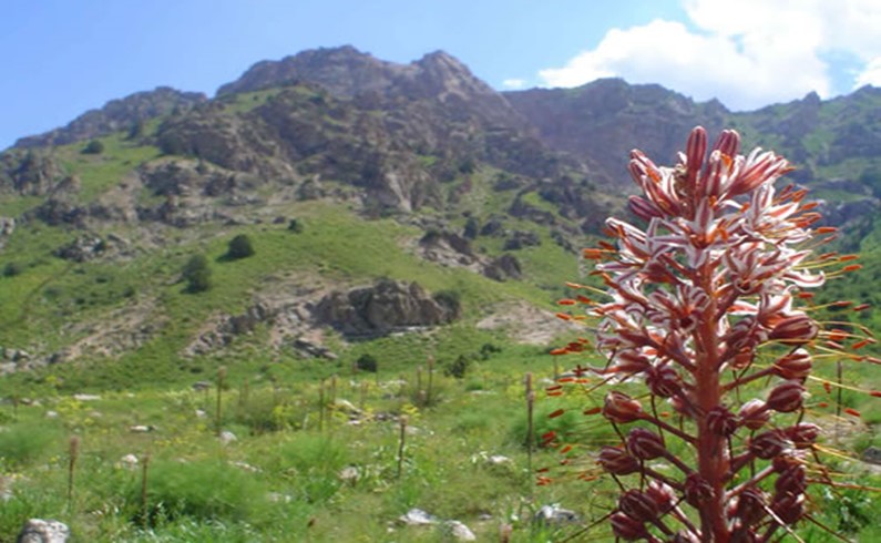 Одинокий цветок на фоне дикой природы Чимгана.