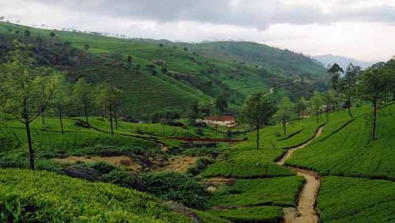 Чайные плантации в Нуара-Элия.