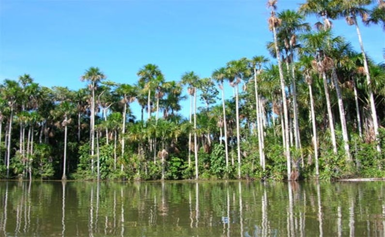 Природа. Озеро Сандоваль (Пуэрто Мальдонадо). 100 метровые пальмы растут здесь прямо из воды.