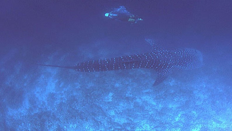 Китовая акула.  ФОто к рассказу «Мальдивский калейдоскоп»