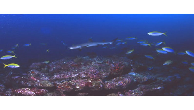 Акула. Фото к рассказу «Мальдивский калейдоскоп»