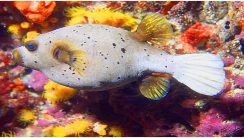 Masked pufferfish. Фото к рассказу «Мальдивский калейдоскоп»