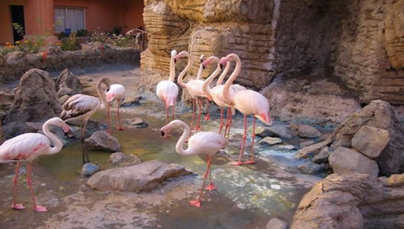 фламинго в отеле