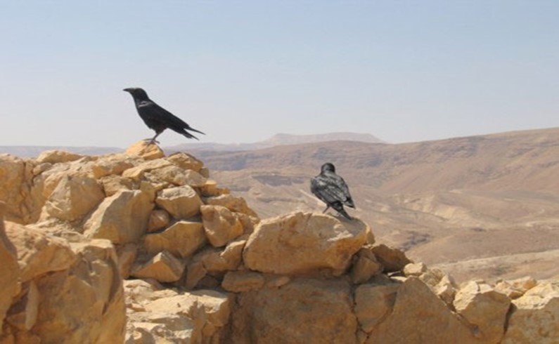 развалины крепости Масада на Мертвом море