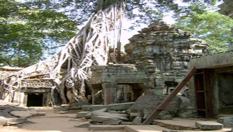 Знаменитый Та Пром - храм, не очищенный от джунглей. Одно из самых впечатляющих мест в Ангкоре.