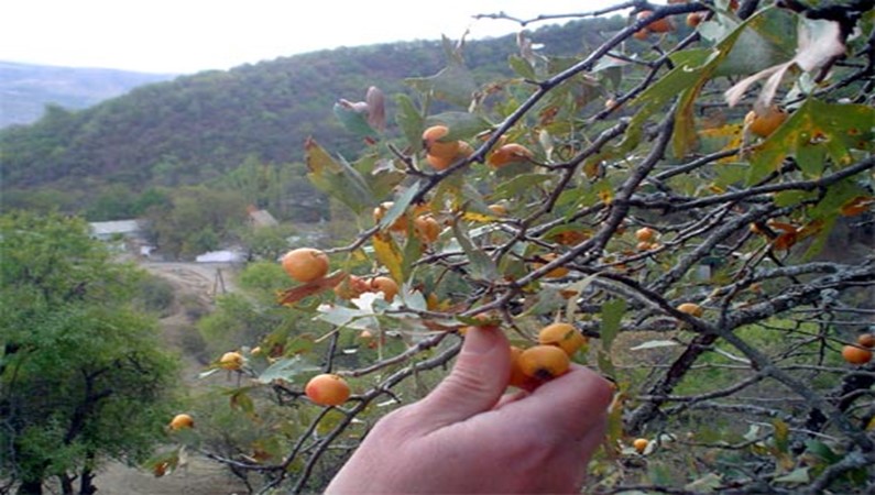 Боярка – вкусные плоды, произрастающие в Хумсане.