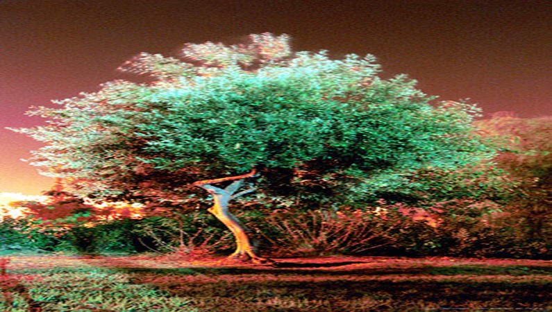 Танцующее дерево в районе Емин Моше, Иерусалим.