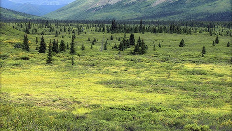 Желто-зеленая тундра. Денали, Аляска.