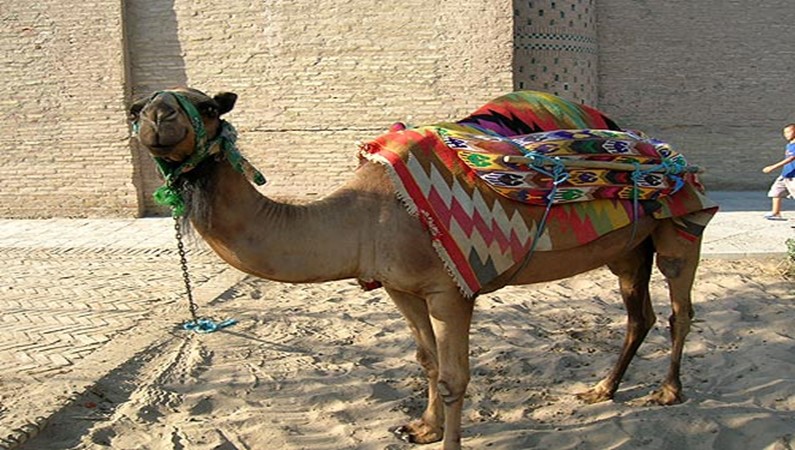 Сфотографироваться на этом верблюде стоит денег. Не так уж дорого, как например, с меня пытались
содрать арабы в Израиле.