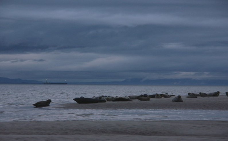 Морские котики в месте впадения реки Findhorn в Северное море