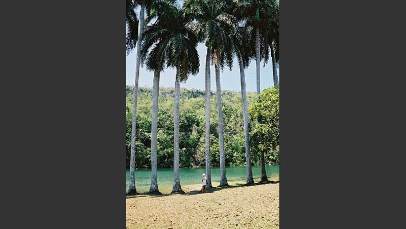 Река Канимар. Королевские пальмы - символ страны.